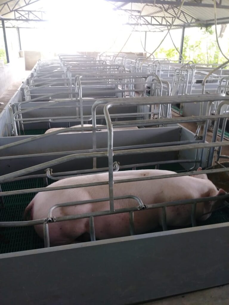 Programación de granjas porcinas en República Dominicana